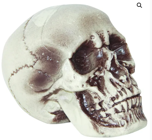 7" Realistic Skull